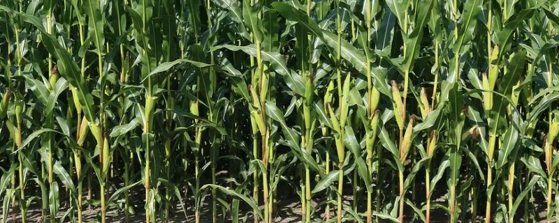 中农大787玉米的简介,株高约为279.34cm