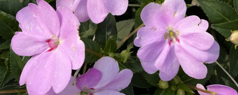 凤仙花掉花苞是什么原因，可能是光照不足所致