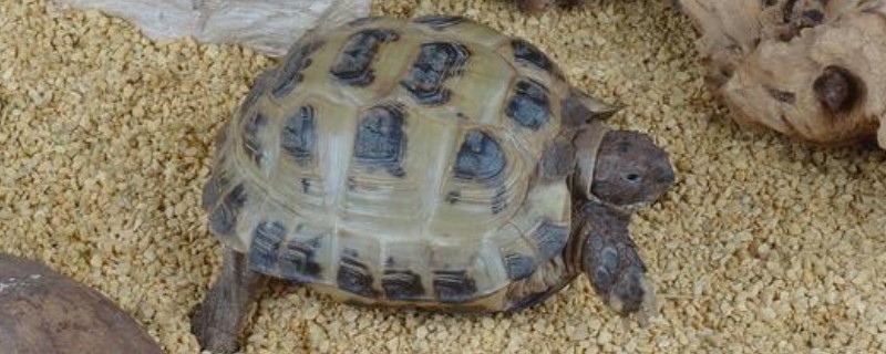 蛋龟的品种,分为麝香龟属、匣子龟属、动胸龟属
