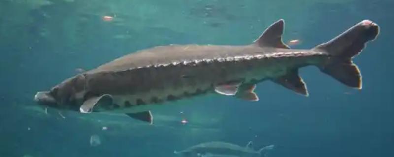 中华鲟有没有毒，本身无毒可食用