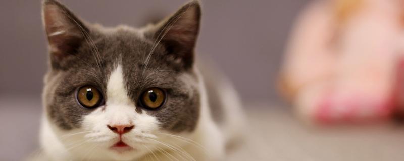 猫身上有螨虫怎么办，隔离消毒后对它喷涂除螨喷剂