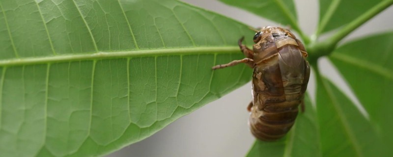 为什么知了猴一般在地下，因为它的卵都在地下