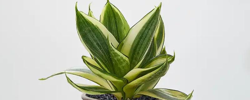 虎皮兰叶子腐烂的原因，可能是浇水过多所致