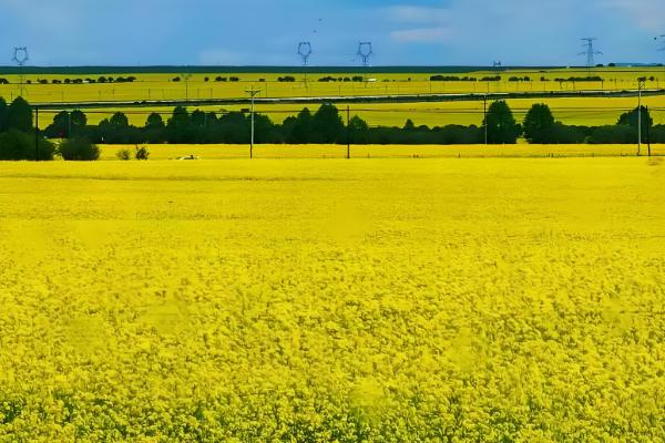 丹东油菜花在几月份开花，每年的3-4月份开花