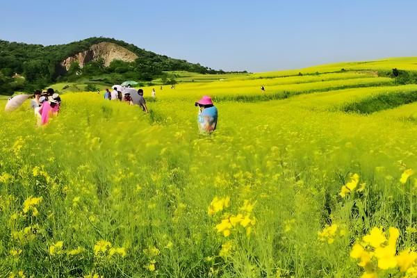 丹东油菜花在几月份开花，每年的3-4月份开花