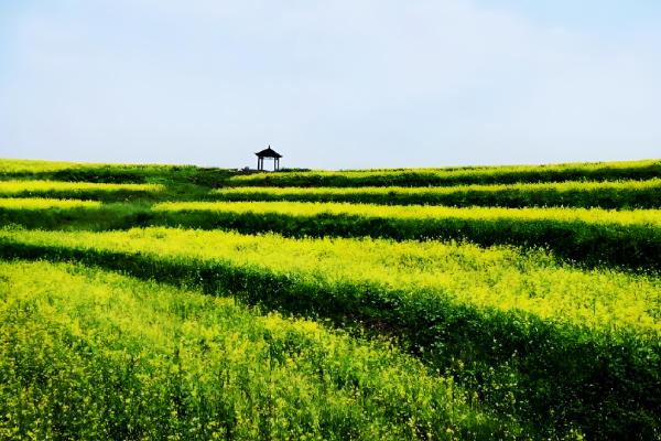 丹东油菜花在几月份开花，每年的3-4月份开花