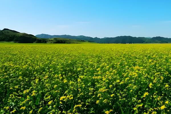 丹东油菜花在几月份开花，每年的3-4月份开花