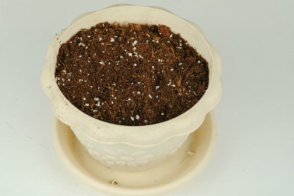 乒乓菊的播种时间，4-5月份播种为佳