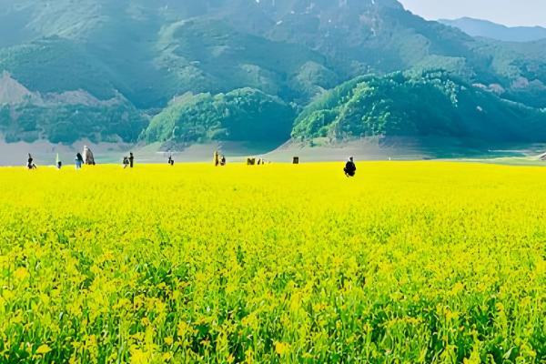 丹东油菜花在几月份开花，每年的3-4月份开花
