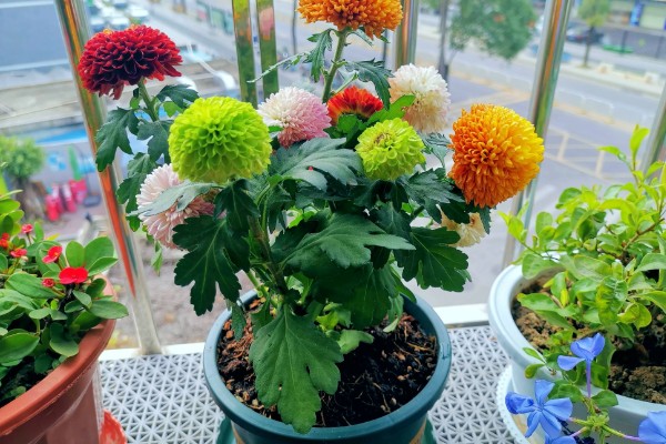 乒乓菊的播种时间，4-5月份播种为佳