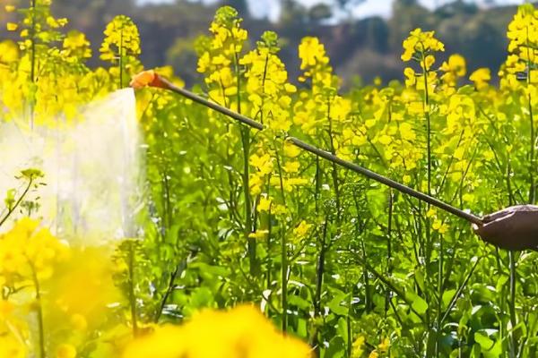 丹东油菜花在几月份开花，每年的3-4月份开花