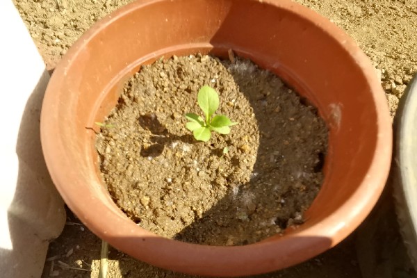 乒乓菊的播种时间，4-5月份播种为佳