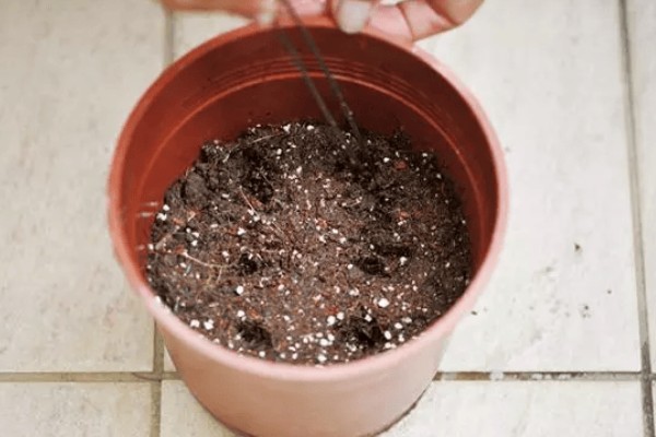 乒乓菊的播种时间，4-5月份播种为佳