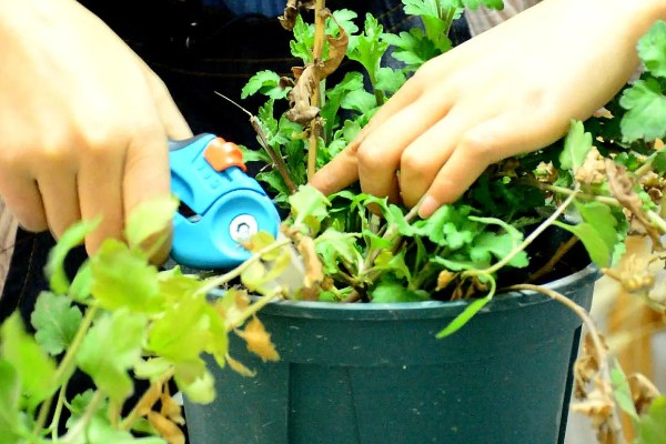 乒乓菊的播种时间，4-5月份播种为佳