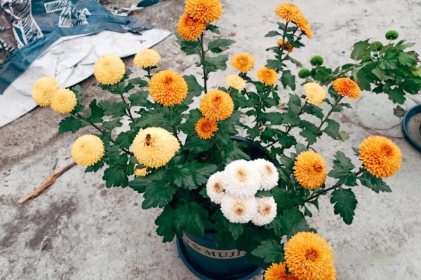 乒乓菊的播种时间，4-5月份播种为佳