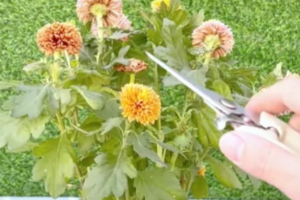 乒乓菊的播种时间，4-5月份播种为佳