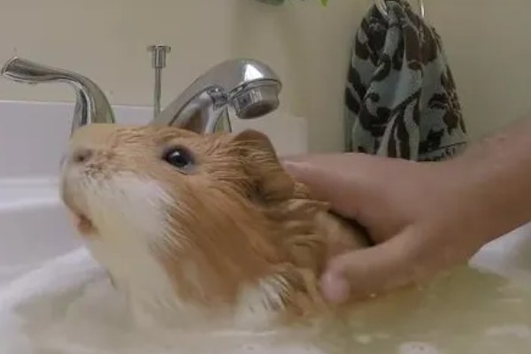 荷兰猪如何洗澡，全身清洗要注意洗完一定要吹干