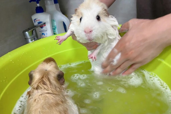 荷兰猪如何洗澡，全身清洗要注意洗完一定要吹干