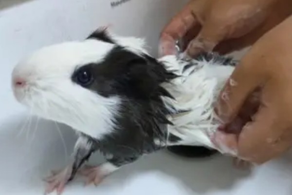 荷兰猪如何洗澡，全身清洗要注意洗完一定要吹干