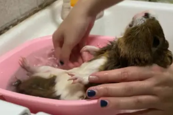 荷兰猪如何洗澡，全身清洗要注意洗完一定要吹干