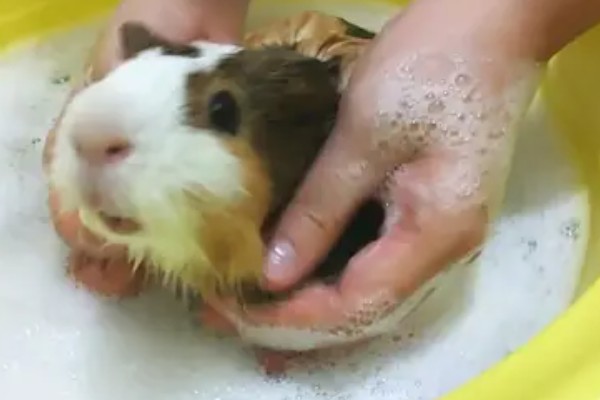 荷兰猪如何洗澡，全身清洗要注意洗完一定要吹干