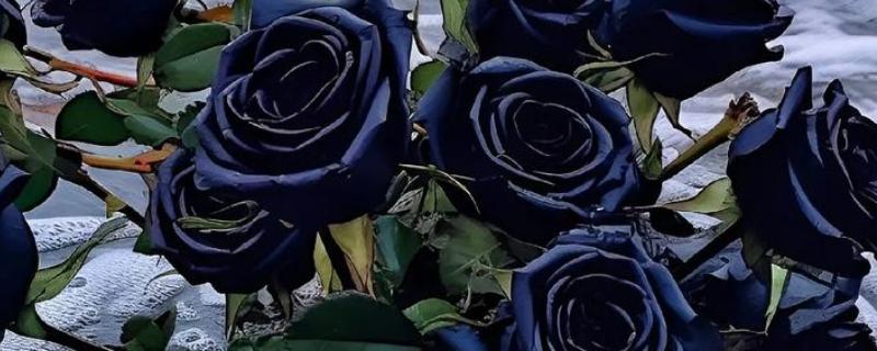 黑玫瑰的简介，其实是一种月季