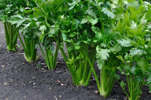 芹菜多久能收获,一般需要3个月