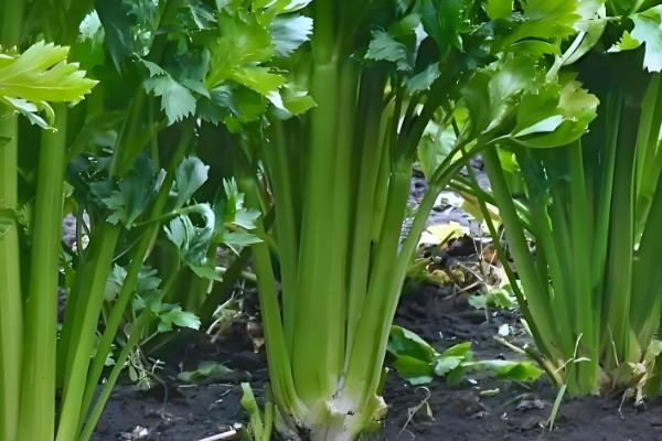 芹菜多久能收获,一般需要3个月