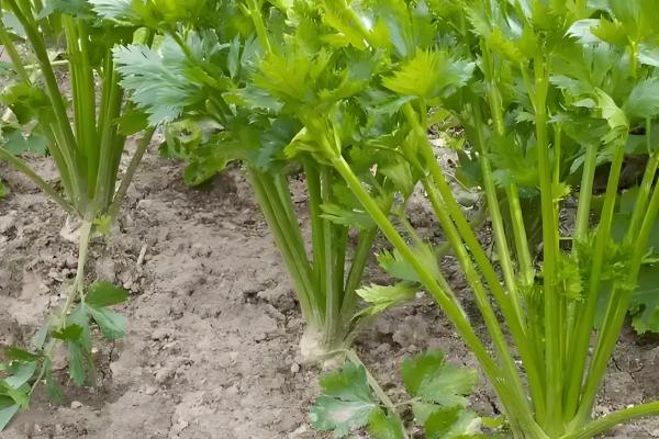 芹菜多久能收获,一般需要3个月