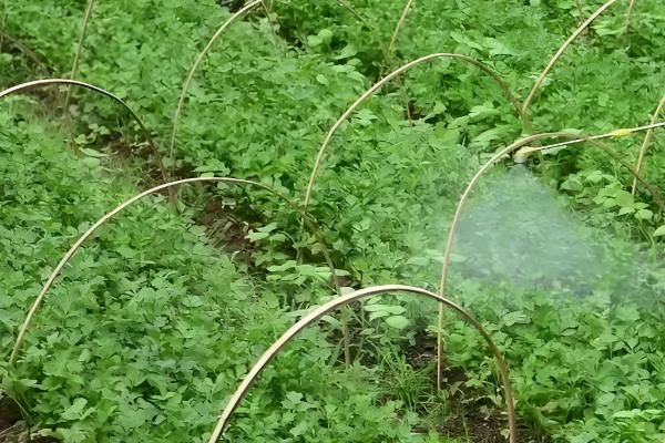 芹菜多久能收获,一般需要3个月