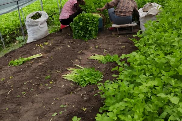 芹菜多久能收获,一般需要3个月