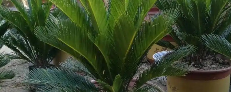 铁树的耐寒温度，可以忍耐-5℃的低温