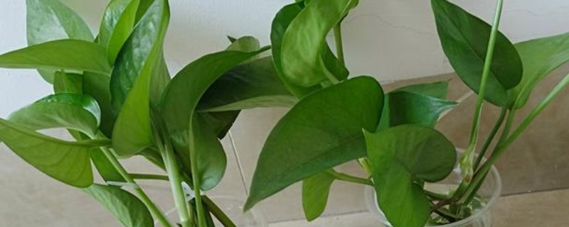 水培绿萝多久换水一次，开始每2-3天换一次清水