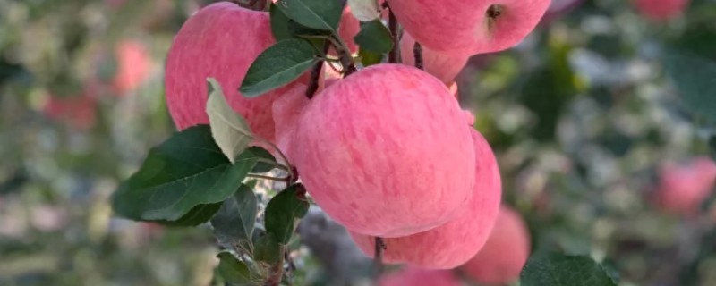 为什么苹果树不开花，可能是养分不足所致