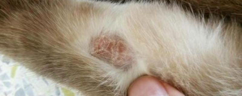 猫得了猫藓怎么办，每天要多次使用抗癣软膏