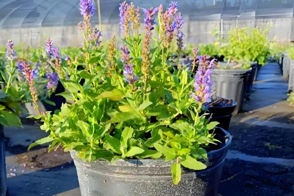 鼠尾草的养殖方法，成长需要充足的光照