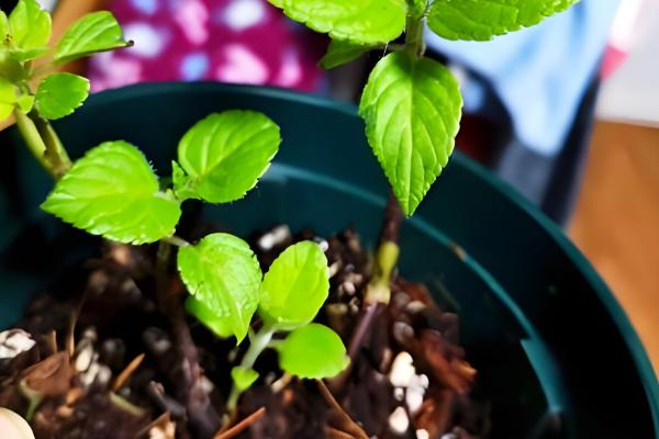 鼠尾草的养殖方法，成长需要充足的光照