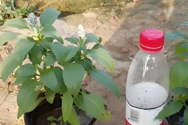 鼠尾草的养殖方法，成长需要充足的光照