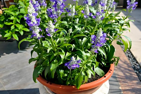 鼠尾草的养殖方法，成长需要充足的光照