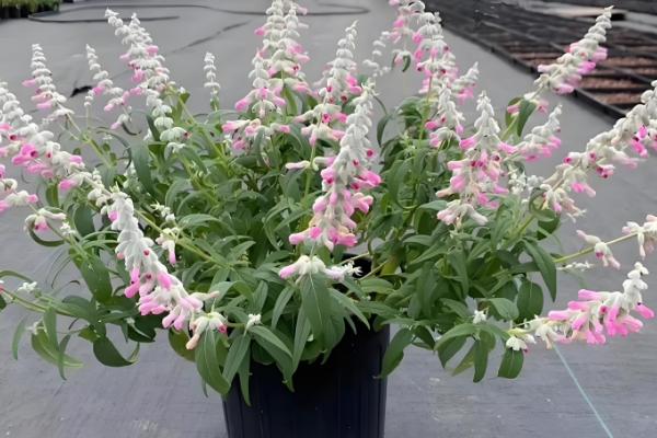 鼠尾草的养殖方法，成长需要充足的光照