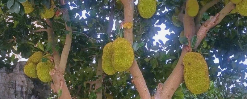 菠萝蜜树几年能结果，5-10年会结果