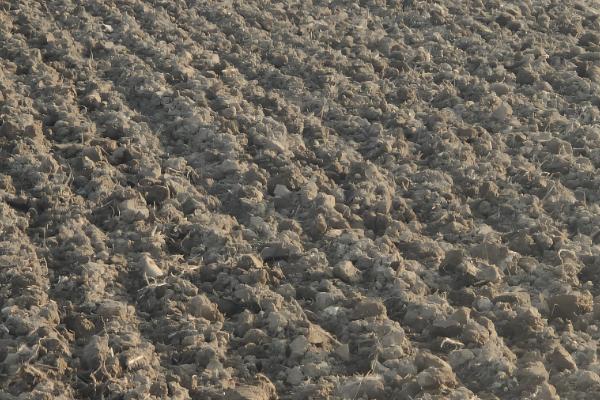 大蒜在几月份种合适,在秋季9-10月份种植为佳