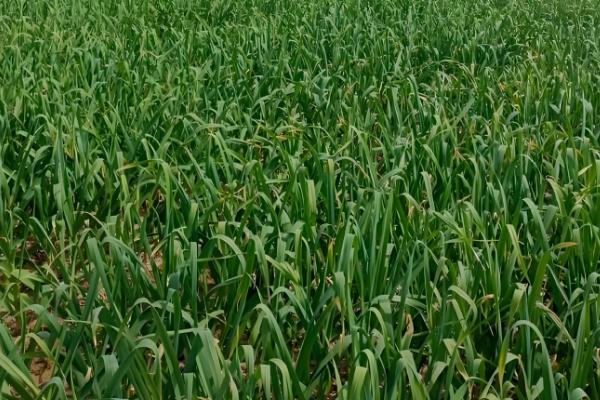 大蒜在几月份种合适,在秋季9-10月份种植为佳