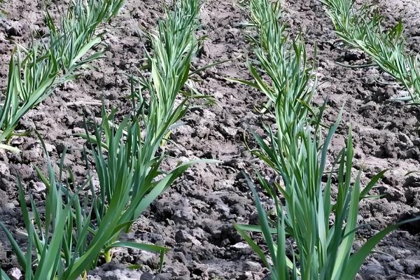 大蒜在几月份种合适,在秋季9-10月份种植为佳