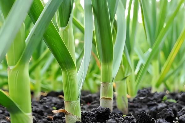 大蒜在几月份种合适,在秋季9-10月份种植为佳