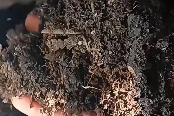 室内养花怎么彻底根除小飞虫，可喷洒烟灰水