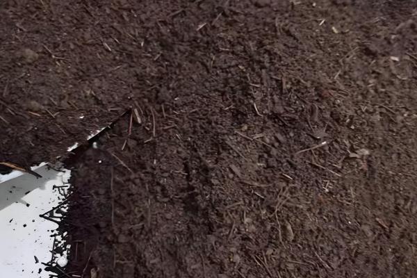 室内养花怎么彻底根除小飞虫，可喷洒烟灰水