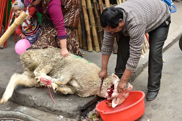杀羊如何放血,常用方法是切断血管、气管和食管