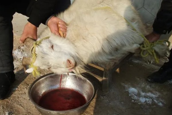 杀羊如何放血,常用方法是切断血管、气管和食管