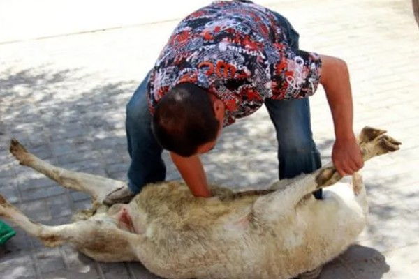 杀羊如何放血,常用方法是切断血管、气管和食管